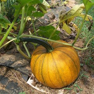 Meet your Posher, Kathryn